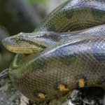 New Species of Anaconda in Amazon